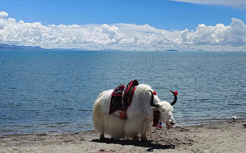 11 Days Lijiang Chengdu and Lhasa Namtso Tour