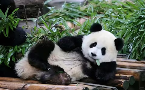 13 Days China Panda Tour with Tibet Discovery from Shanghai