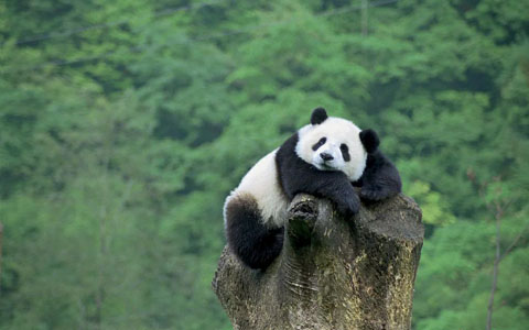 14 Days Beijing Lhasa Everest Chengdu Train Tour