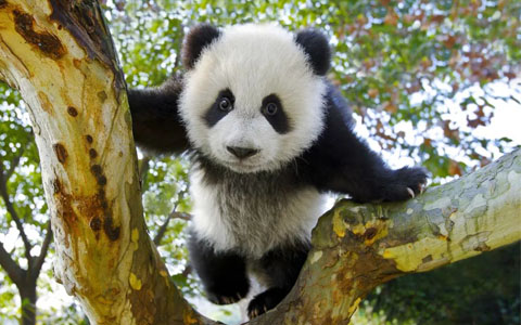 15 Days Shanghai Lhasa Everest Namtso Chengdu Flight Tour