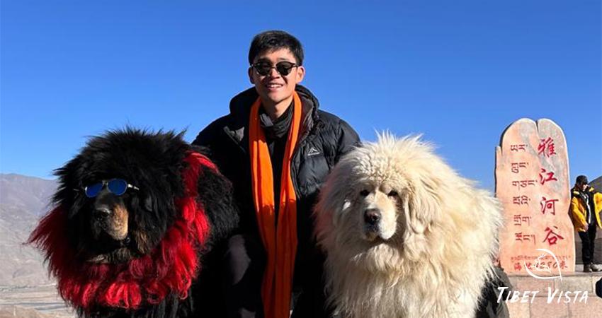 Tibetan Mastiff