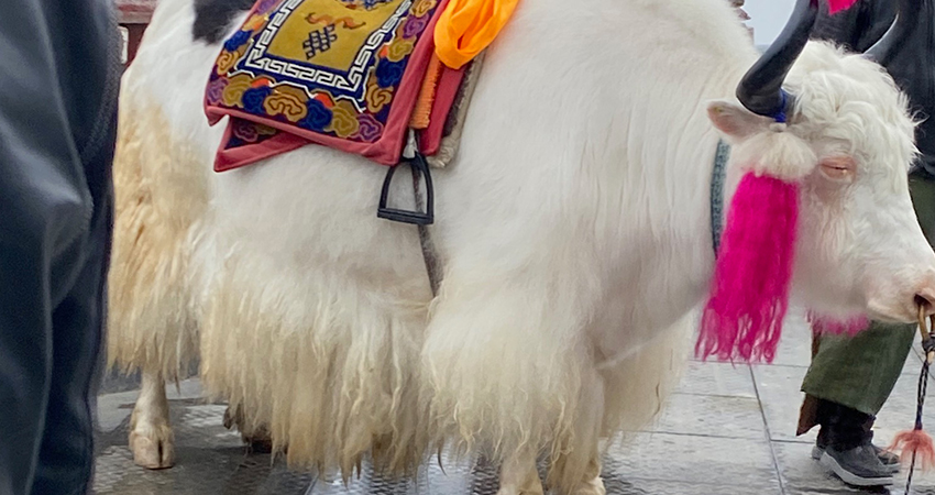 Tibetan Yak