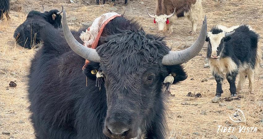 Tibetan Yaks