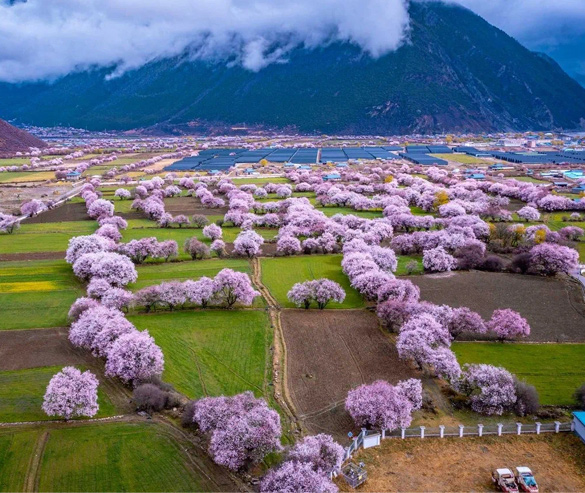 massive wild peach blossoms in nyingchi and bomi