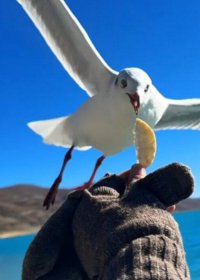 Traveler photo: First-person view: By Yamdrok Lake in Shannan, Tibet, our hand tosses food into the air, attracting flocks of wild seagulls. (December 2025)