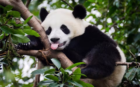 Sichuan Tibet Tour: How to Plan the Perfect Trip from Sichuan to Tibet