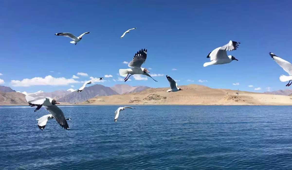 Appreciate the natural beauty of Tibet