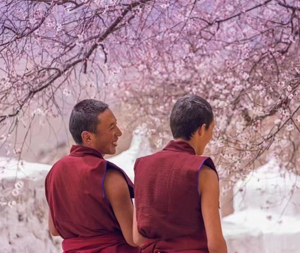 tibetan monks beneath pink peach blossoms