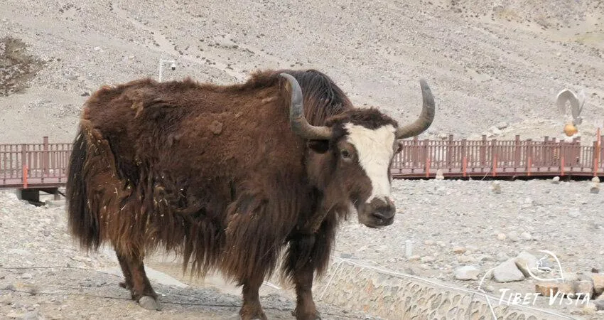 Came across a Tibetan yak at the Tibet Everest Base Camp