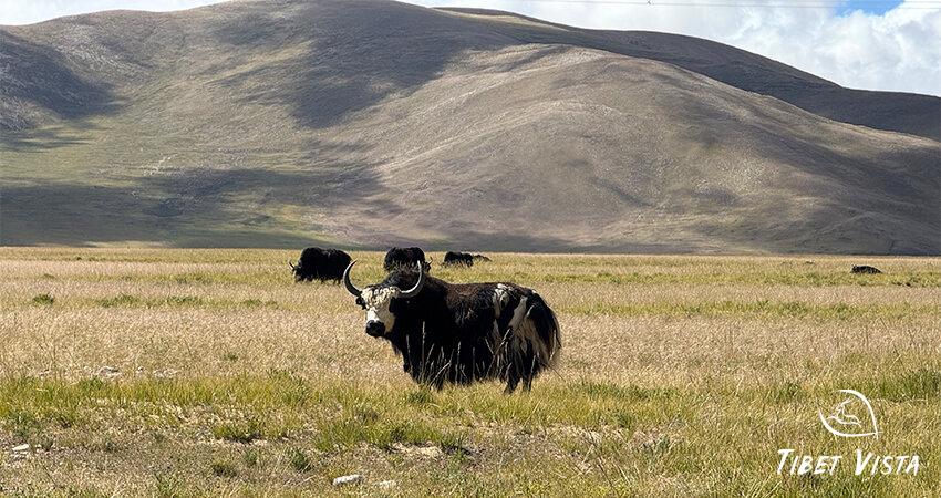 Tibet yaks.