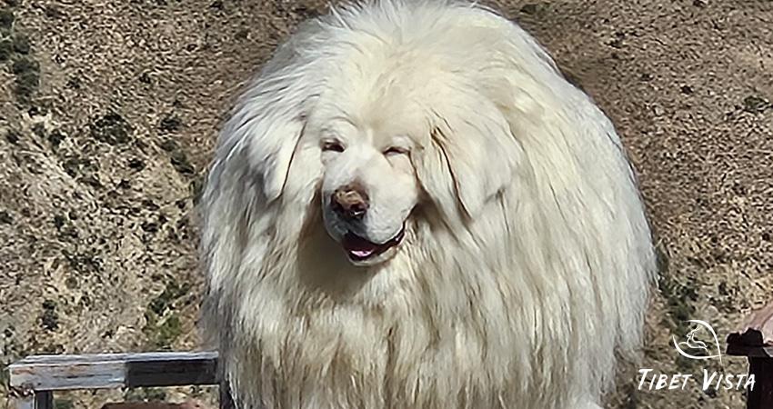 Take a Tibetan Mastiff photo at Tibet
