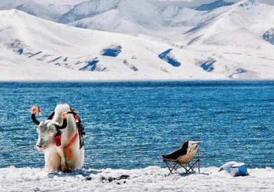 Traveler photo: The decorated yak along the shore of Yamdrok lake, one of the three holy lakes in Tibet. (December 2025)	